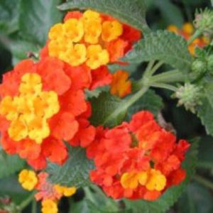 Lantana